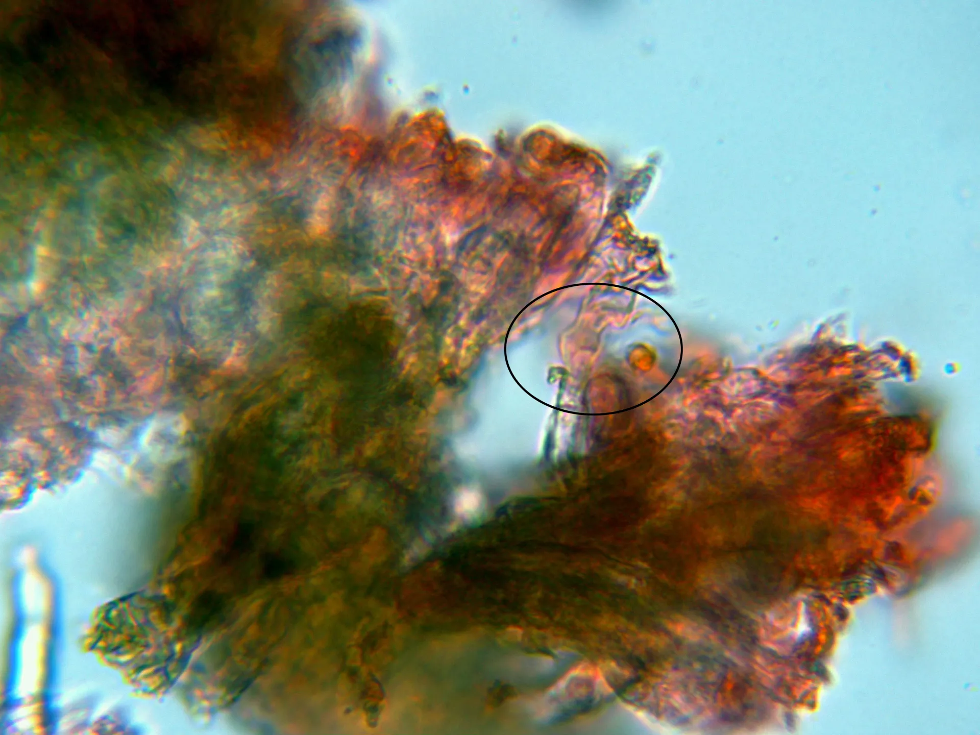 Microscopía de Peniophora cinerea - 14 - Hifa-001